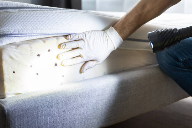 Best Flea Control Services  in Columbus, NE