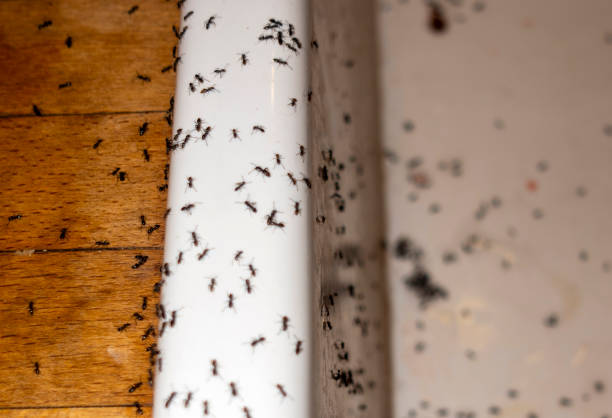 Best Best Pest Control Companies  in Columbus, NE