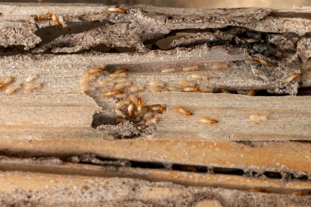 Best Pest Removal Services  in Columbus, NE
