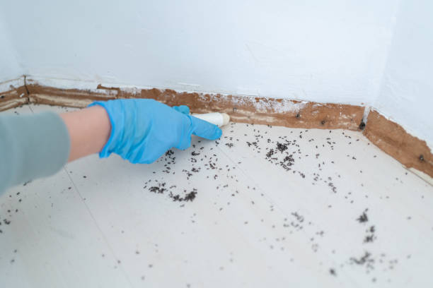Best Affordable Pest Control Services  in Columbus, NE